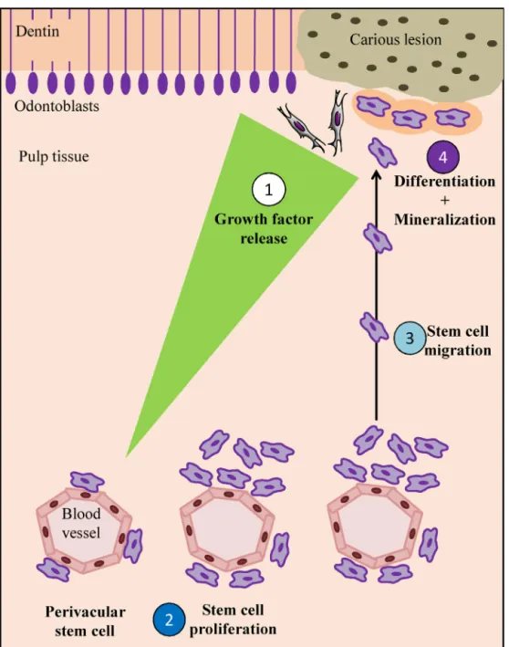 Fig. 2 – Schematic representation of the initial steps of dentin-pulp regeneration.