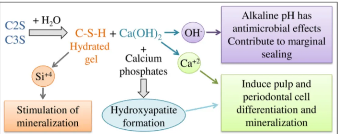 Fig. 3 – Silicate-based material hydration byproducts on setting and their biological effects.