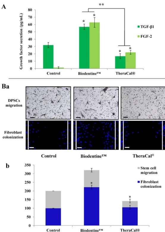 Fig. 5 – Pulp capping material effects on the initial steps of pulp regeneration in vitro.