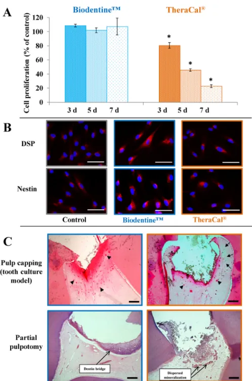 Fig. 6 – Effects of silicate-based pulp capping materials on pulp cell proliferation and pulp mineralization in vitro and in vivo.