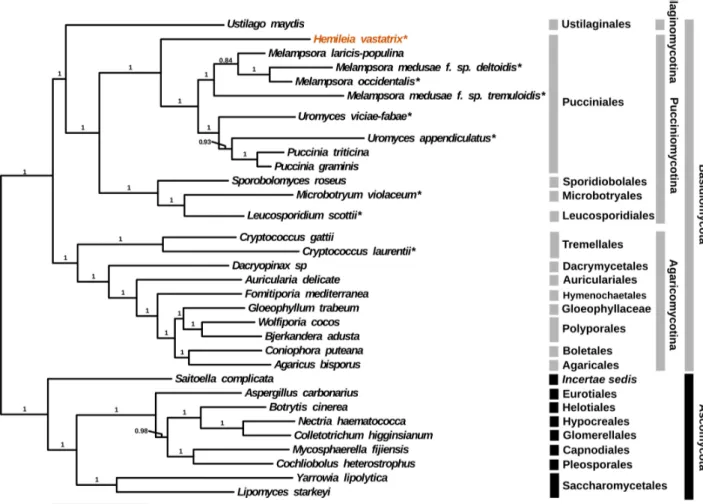 Figure 1. Maximum Likelihood tree estimate of the 378 gene data set for 32 fungal taxa using RAxML