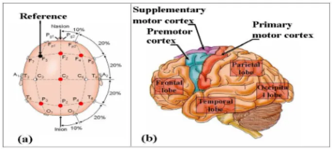 Fig. 2. (a) The international 10-20 electrode placement system and (b) surface of left cerebral hemisphere, viewed from the side.