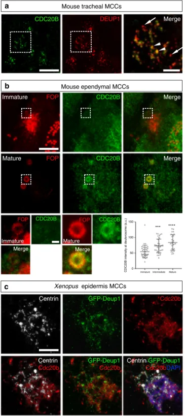 Fig. 3 CDC20B associates to vertebrate deuterosomes. a Double immuno ﬂ uorescence was performed on mouse tracheal MCCs after 3 days of culture in air – liquid interface
