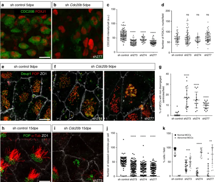 Fig. 4 CDC20B knockdown impairs multiciliogenesis in mouse ependymal MCCs. a, b Ependyma were stained for CDC20B (green) and FOXJ1 (nuclear MCC fate marker, red) 5 days post electroporation (5dpe) of control shRNA (a) or Cdc20b shRNA (b)