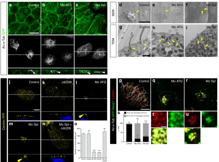 Fig. 5 cdc20b knockdown impairs multiciliogenesis in Xenopus epidermal MCCs. a – c 8-cell embryos were injected in presumptive epidermis with GFP-CAAX mRNA and cdc20b morpholinos, as indicated