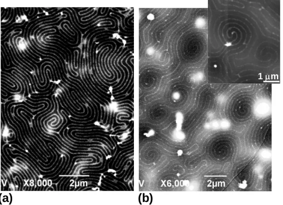 Figure 8. SEM images of patterns gold NPs in a CLC. Gold appears in white and light grey