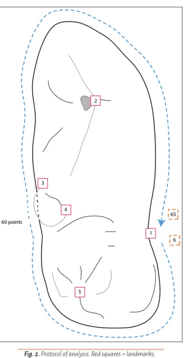 Fig. 3. Boxplot of the logarithm of the centroid size (LogCS) amongst the reference groups   and the archaeological unidentified specimens.