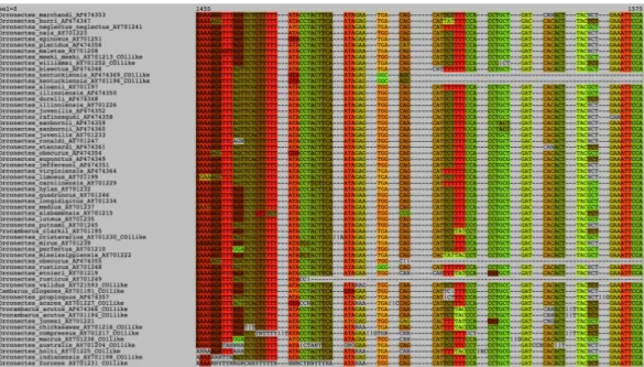 Figure 5 Excerpt of the crayfish COI nucleotide data set of Taylor and Knouft (2006) aligned by MACSE and visualized by SeaView using codon colors