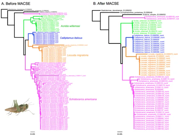 Figure 7 Maximum likelihood phylograms obtained before (A) and after (B) filtering the grasshoppers data set of Song et al