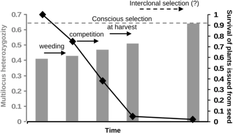 Figure 1. Stages in the selective incorporation as new clones of volunteer plants of manioc issued from seeds, in  fields of Amerindian cultivators