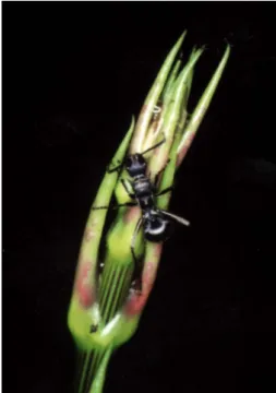 Figure 4: An ant (Polyrhachis sp.) at extraoral nectaries (darker-colored areas) on cataphylls of an apical meristem of Dioscorea praehensilis in a forest in southeastern Cameroon