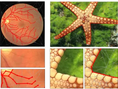 Fig. 1. Example applications of Delaunay Point Processes to extract planar graphs representing blood vessels in retina images (left), and complex polygons representing object silhouettes (right)