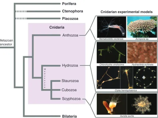 FIGURE 1 | Position of cnidarians in the animal tree of life and phylogenetic diversity within the phylum, with a selection of experimental models used for developmental biology studies