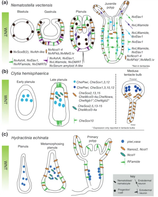 FIGURE 2 | Summary of neural gene expression during embryogenesis. Some of the known neural gene expression patterns for Nematostella vectensis (a), Clytia hemisphaerica (b), and Hydractinia echinata (c) are shown