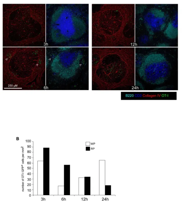 Figure 5. L.m -specific memory CD8 + T cells transiently form clusters in the Red Pulp of secondary infected animals