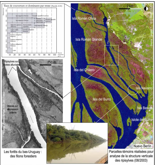 Fig. 3- Paysage et structures forestières des îles du Bas-Uruguay. 