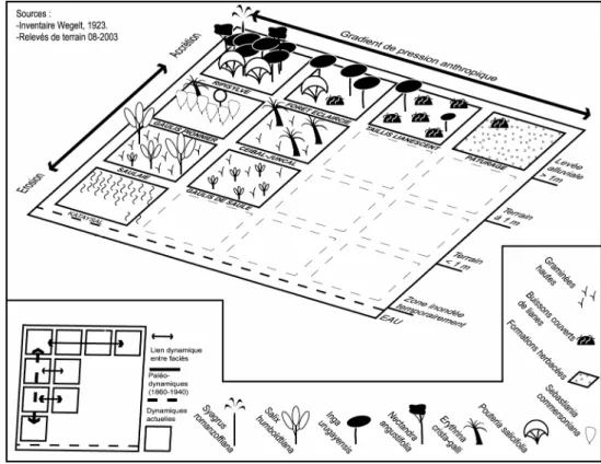Fig. 5- Reconstruction rétrospective des dynamiques sylvogénétiques pour les années 1920