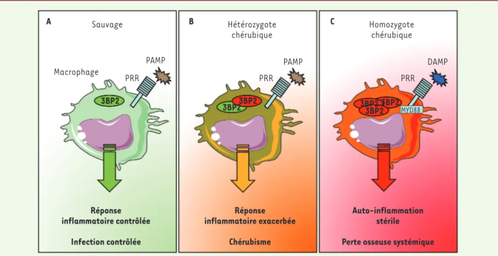 Figure 1. La mutation de 3BP2 dans le chérubisme amplifie la réponse inflammatoire des macrophages