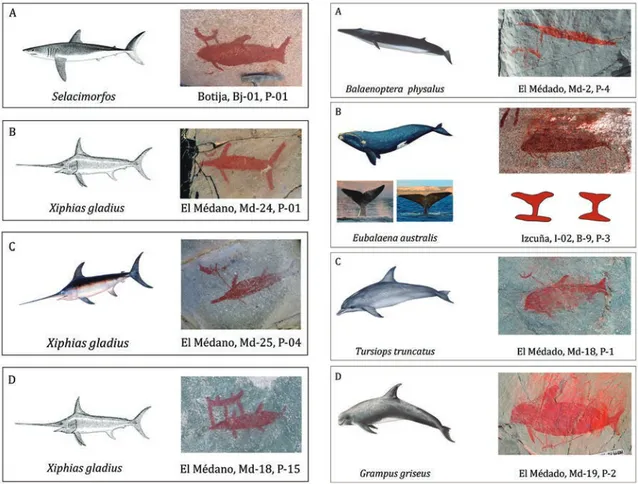 Figure 9. Shark and swordfish paintings in El Médano rock art. Figure 10. Cetacean paintings in El Médano rock art.