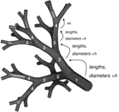 Figure 3: Tree network structure with n = 2 and N = 6. The tree is dichotomous and the vessels size decreases at each generation: their diameters and lengths are multiplied by the homothety factor h &lt; 1 after each bifurcation.