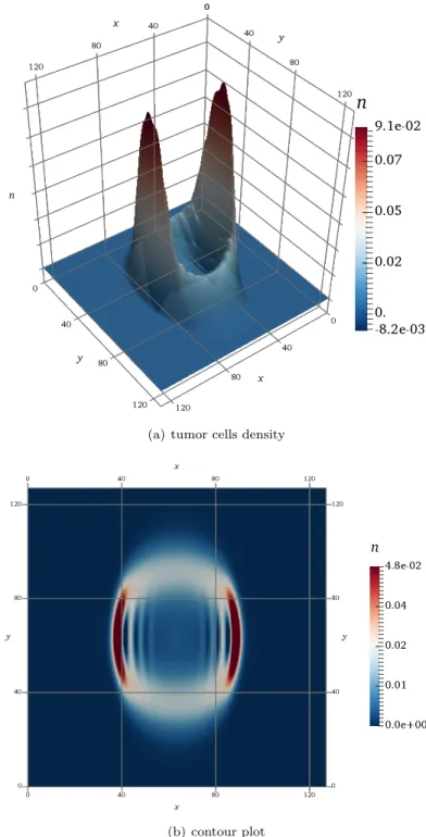 Figure 5. The left panel (a) shows the numerical solution of tu- tu-mor cells density cells n evaluated at t = 1 unit of simulation time in the anisotropic, homogeneous diffusion case (a = 0.01 , c = 1.0 , b = 0.0) with weak haptotactic signal (γ = 0.00005