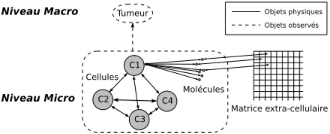 Figure 1. Modélisation d’une tumeur à partir d’entités cellules et molécules