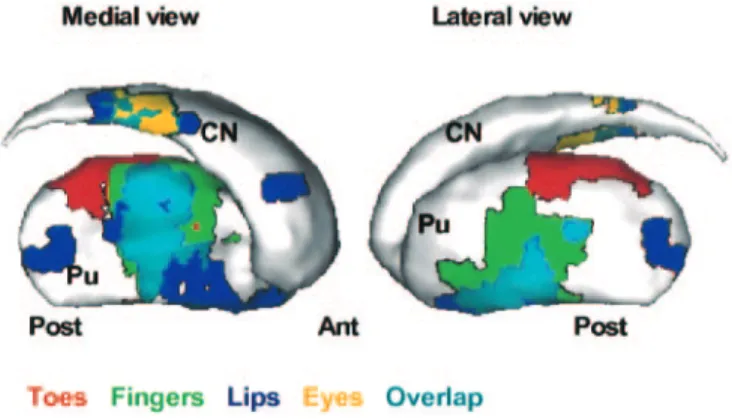 Figure 2. Variation of the overlap between toe (red), finger (light green) and lip (dark blue) areas in the left putamen as a function of the level of statistical stringency (from P < 0.01 to P < 0.000001, group analysis)