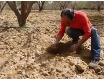 Figure 17. Le type du sol « Aytha » identifié par un agriculteur de Khit El Oued  Selon le code Munsell et avec un autre agriculteur, nous avons pu caractériser la couleur de ce  type (Hue 5YR 7/4)