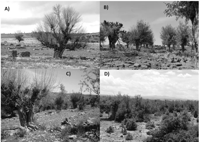 Figure  3:  Four  types  of  ash  tree  stands,  with  differentiated  and  integrated  resources
