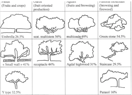 Table 2 Comparison of tree characteristics of holm oak and Spanish juniper stands subjected or not to agdal forest management (Aït Bouguemez valley)