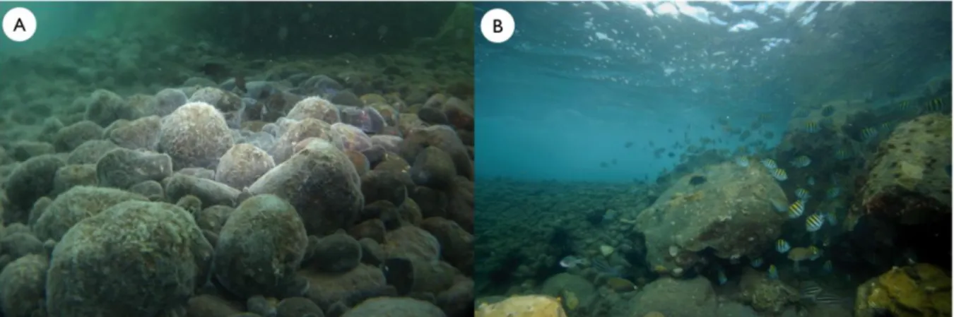 Figure 2. A: Thick biofilm of sulfur bacteria covering the bottom of the discharge channel, B: 