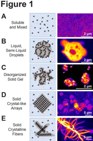 Figure  1.  RNP  coassembly  can  induce  phase  separation.  Left  panel,  schematic  representations  of  different  states  of  RNP  organization