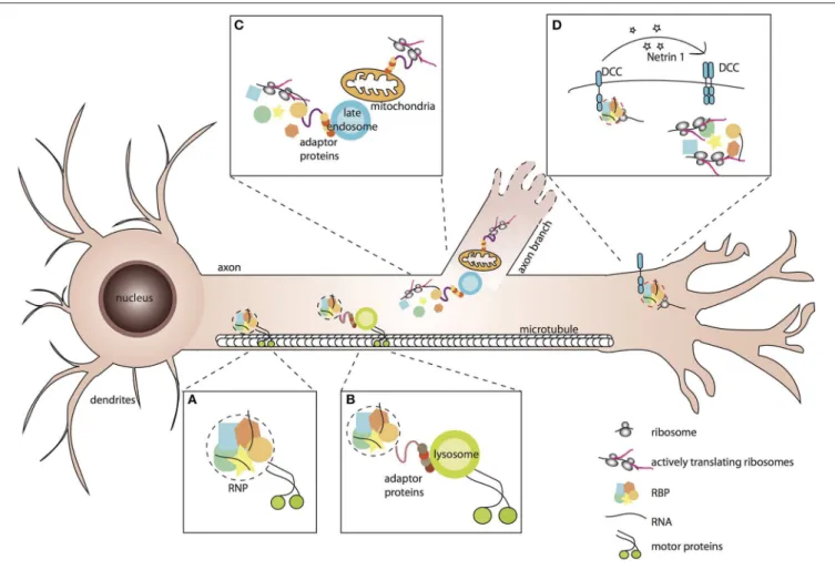 FIGURE 1 | Association of RNP granules to membrane-bound organelles or receptor complexes elicits spatio-temporal responses to environmental stimuli