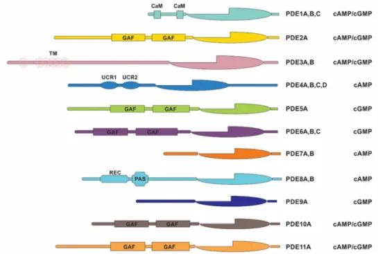 Figure 1. Schematic representation of human phosphodiesterase genes. Phosphodiesterases (PDEs)  are organized into 11 families with specific adenosine 3′5′-cyclic monophosphate (cAMP) and/or  guanosine 3′5′-cyclic monophosphate (cGMP) substrates (identifie