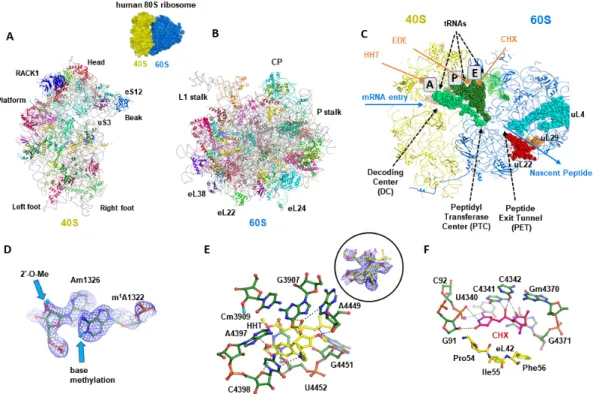 Figure 1. Structural analysis of the human 80S cytosolic ribosome. (A,B) Structure overview of the 40S  and 60S ribosomal subunits of the human ribosome (atomic model derived from the cryo-EM  structure of the 80S human ribosome [9,10]