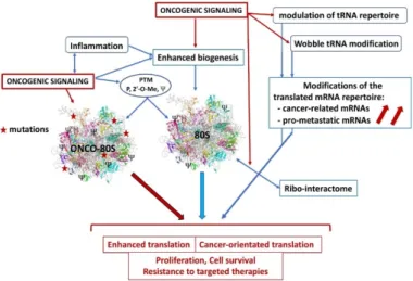 Figure 2. Dysregulations affecting ribosome functions in cancer. Oncogenic signaling and chronic  inflammation can stimulate ribosome biogenesis and/or alter post-translational modifications, to  stimulate translation efficiency or specificity
