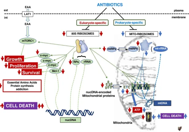 Figure 3. Consequences of targeting 80S ribosomes vs. mitoribosomes with respectively eukaryote- eukaryote-specific antibiotics (red arrow) or prokaryote-eukaryote-specific antibiotics (blue arrow)