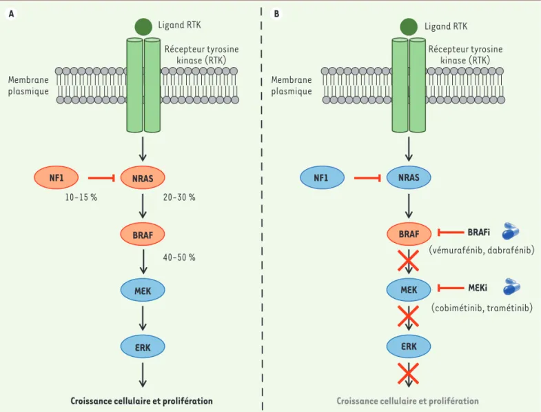 Figure 1. Principales altérati ons de la voie de signalisation des MAP kinases dans le mélanome et thérapies associées