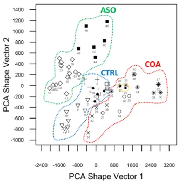 Fig. 6: Scatterplot of 3D shape space described by subject-specific PCA shape  vector  entries