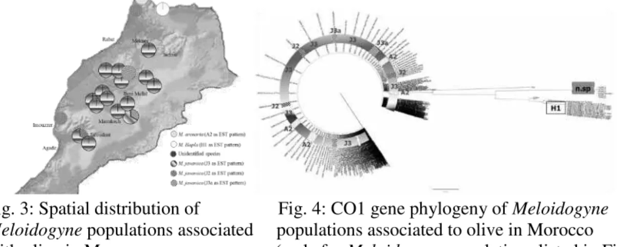 Fig. 3: Spatial distribution of                 Fig. 4: CO1 gene phylogeny of Meloidogyne   Meloidogyne populations associated     populations associated to olive in Morocco 