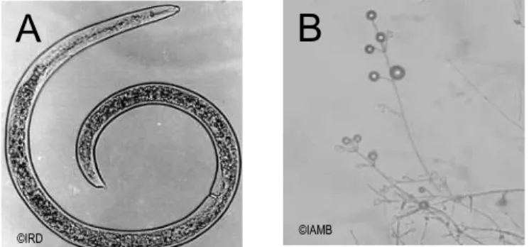 Figure 1: olive soil-borne pests. A: Helicotylenchus spp.; B: Verticillium dahliae. 
