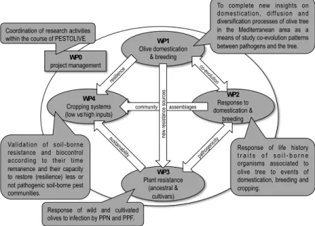 Figure 3: PESTOLIVE work packages and links. 