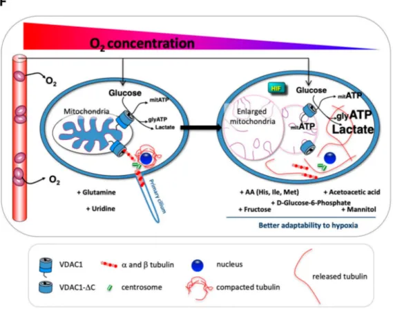 Figure 6. VDAC1-∆C has a direct impact on metabolism in normoxia. (A) Respiratory control of Cleavable#2, UnCleavable#2 and Truncated-VDAC1#4
