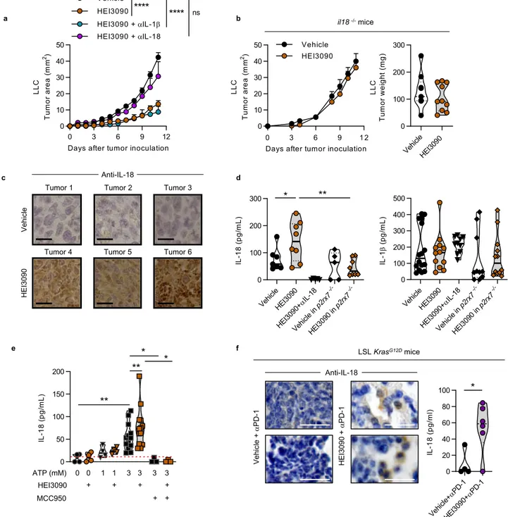Fig. 4 HEI3090-induced IL-18 production is required to inhibit tumor growth. a Average tumor area of LLC allograft in WT mice injected with IL-1 β and IL-18 neutralizing antibodies and daily treatment with HEI3090