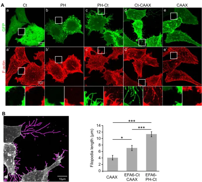 Figure 4.  Effects of EFA6-Ct on actin cytoskeleton rearrangements in cells. (A) BHK-21 cells were transfected  with pEGFP-EFA6ACt (a,a′); pEGFP-EFA6PH (b,b′); pEGFP-EFA6PH-Ct (c,c′); pEGFP-EFA6ACt-CAAX  (d,d′); and pEGFP-CAAX (e,e′)