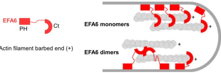 Figure 6.  Schematic model of the molecular mode of action of EFA6-PHCt in the formation and the  organization of F-actin bundles within plasma membrane protrusions.