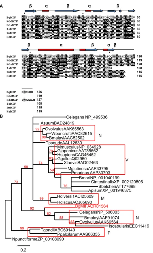 Figure 1. BgMIF is a variant member of the MIF family. (A) Alignment of the BgMIF (BgMIF; accession number: ACR81564) peptide sequence to MIFs from Haliotis discus discus (HddMIF; accession number: FJ435176), Haliotis diversicolor sextus (HdsMIF; EU284114)