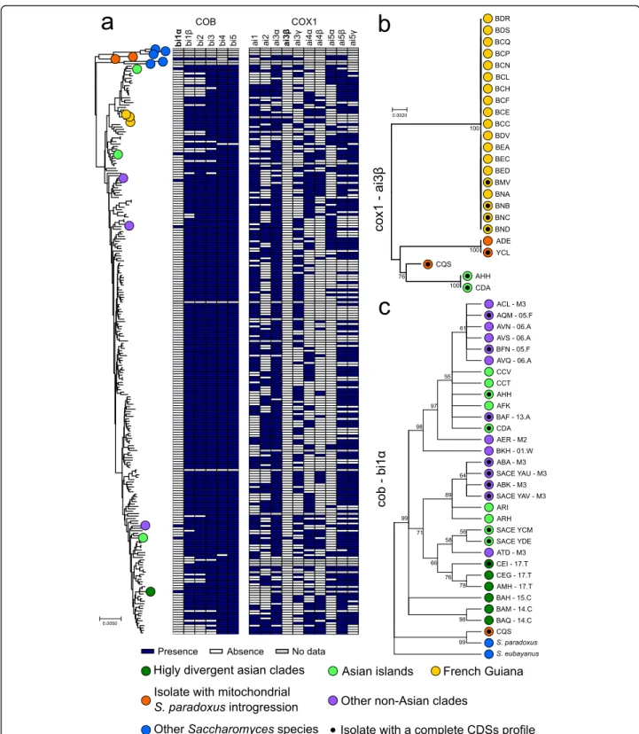 Fig. 4 Intron phylogeny underlies both loss and gain events. a The distribution of intron presence and absence is not consistent with the mitochondrial tree phylogeny