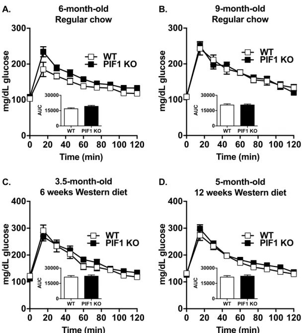 Fig 4. Western diet (WD) feeding did not affect blood glucose clearance in regular chow- and WD-fed PIF1 KO mice