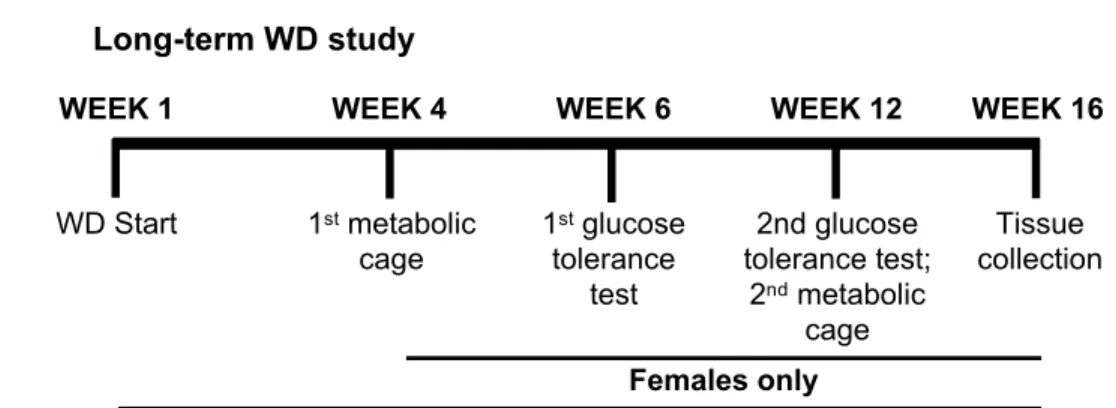 Fig 1. Experimental timelines for each cohort. A) Long-term Western diet (WD) study. Starting at 2 months of age, males and females undergo WD feeding with weekly measurements of total body weight (TBW)